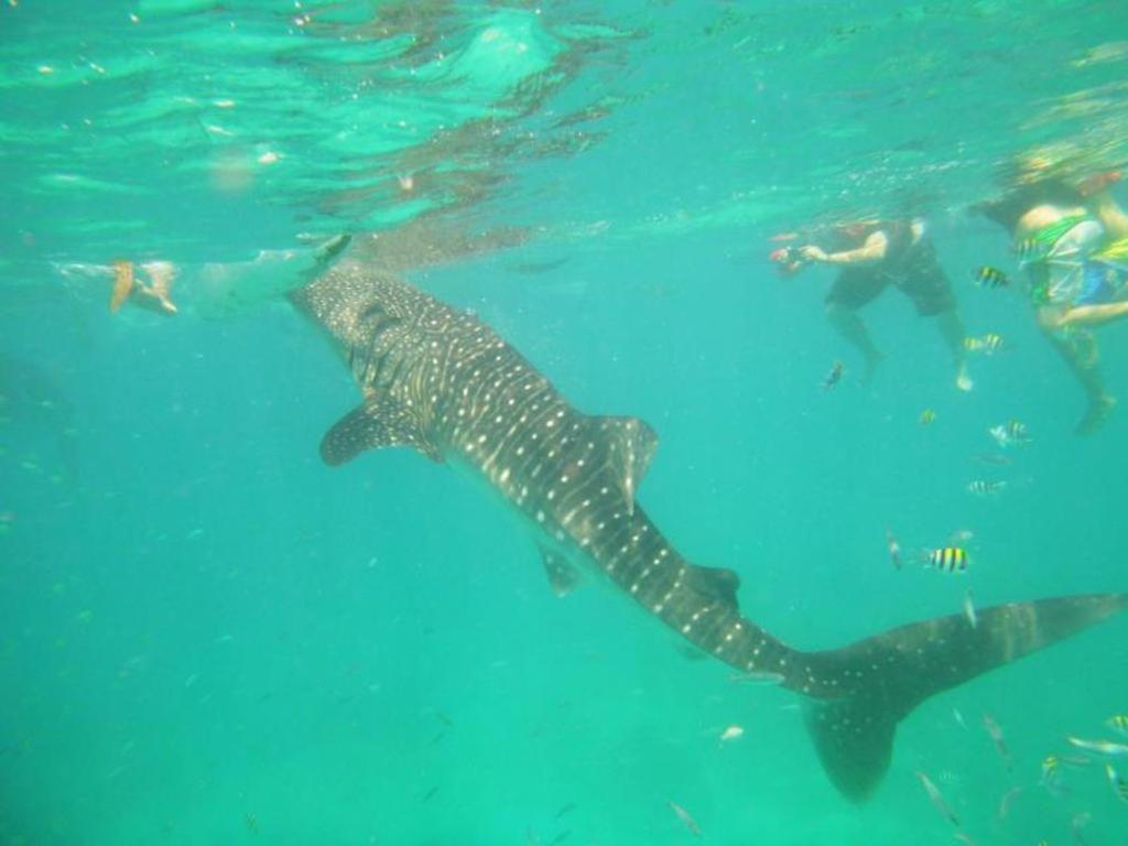 Alta Cebu Resort Eksteriør billede